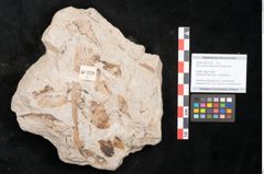 Foto (Objekt + Etikett) von Alnus novae zeelandiae Ettingshausen (NHMW-GEO-2024-0188-10128)